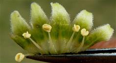  Stamens